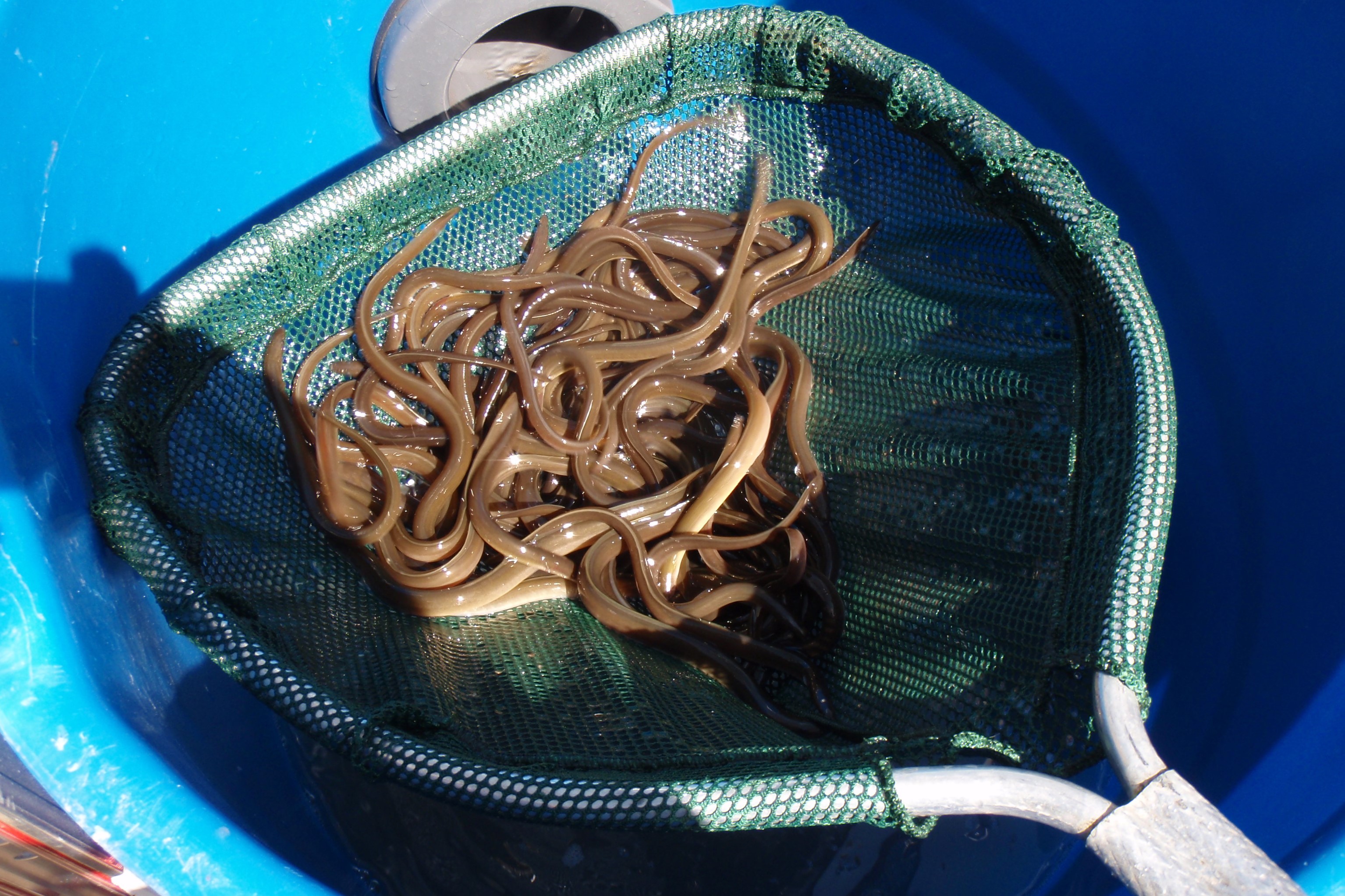 Image: Long-Term Monitoring Highlights Continued Recovery of Roanoke River Fish and Mussel Populations