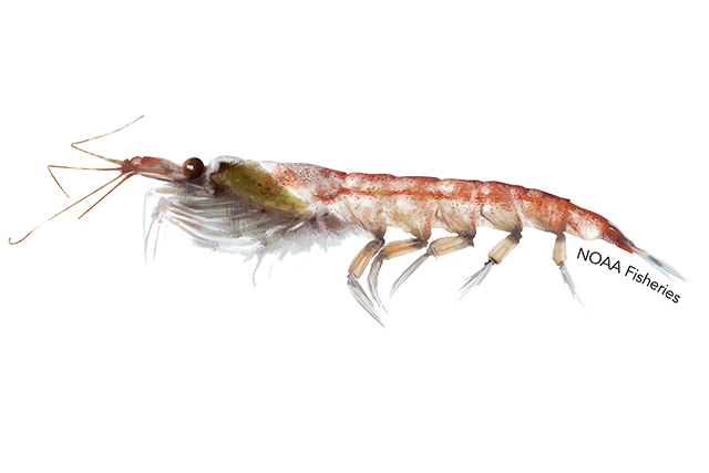 Image for Antarctic Krill