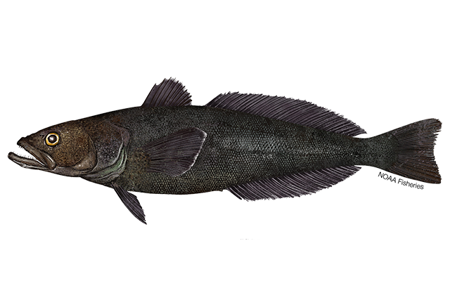 Image for Toothfish
