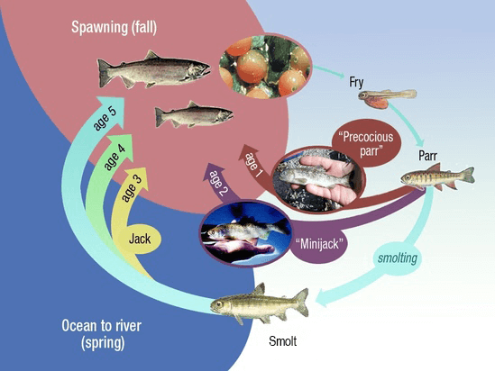 Salmon Life Cycle and Seasonal Fishery Planning
