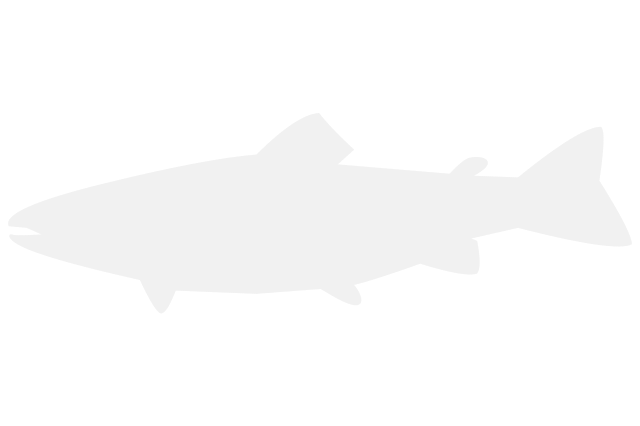 Image for Other Marine Species