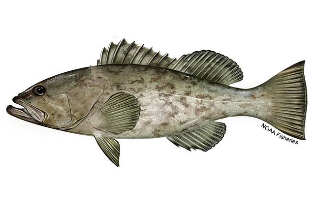Image for Grouper