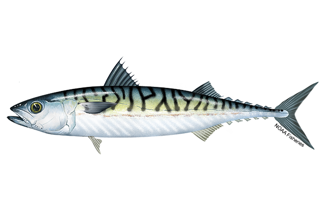 Image: Atlantic Mackerel