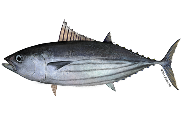 Image: Atlantic Skipjack Tuna