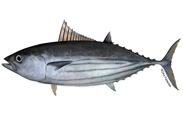 Image: Pacific Skipjack Tuna