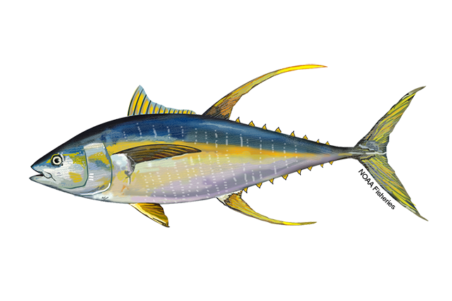 Image: Pacific Yellowfin Tuna