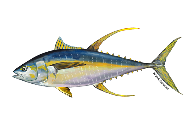 Image for Tuna