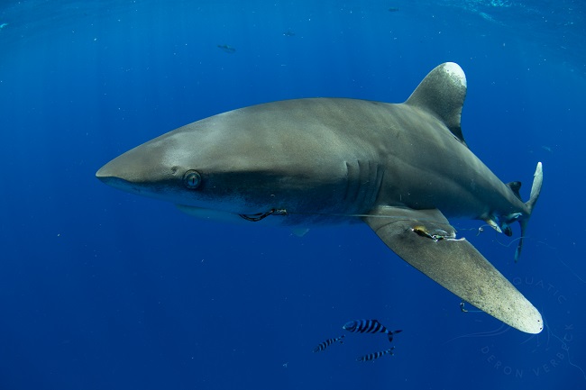 Image: Modifying Fishing Gear Reduces Shark Bycatch in the Pacific
