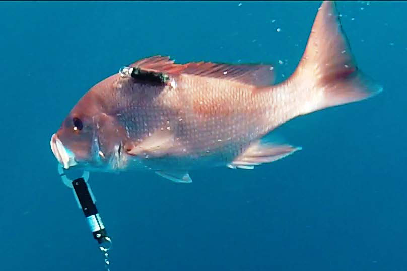 Image: Bycatch Reduction Week