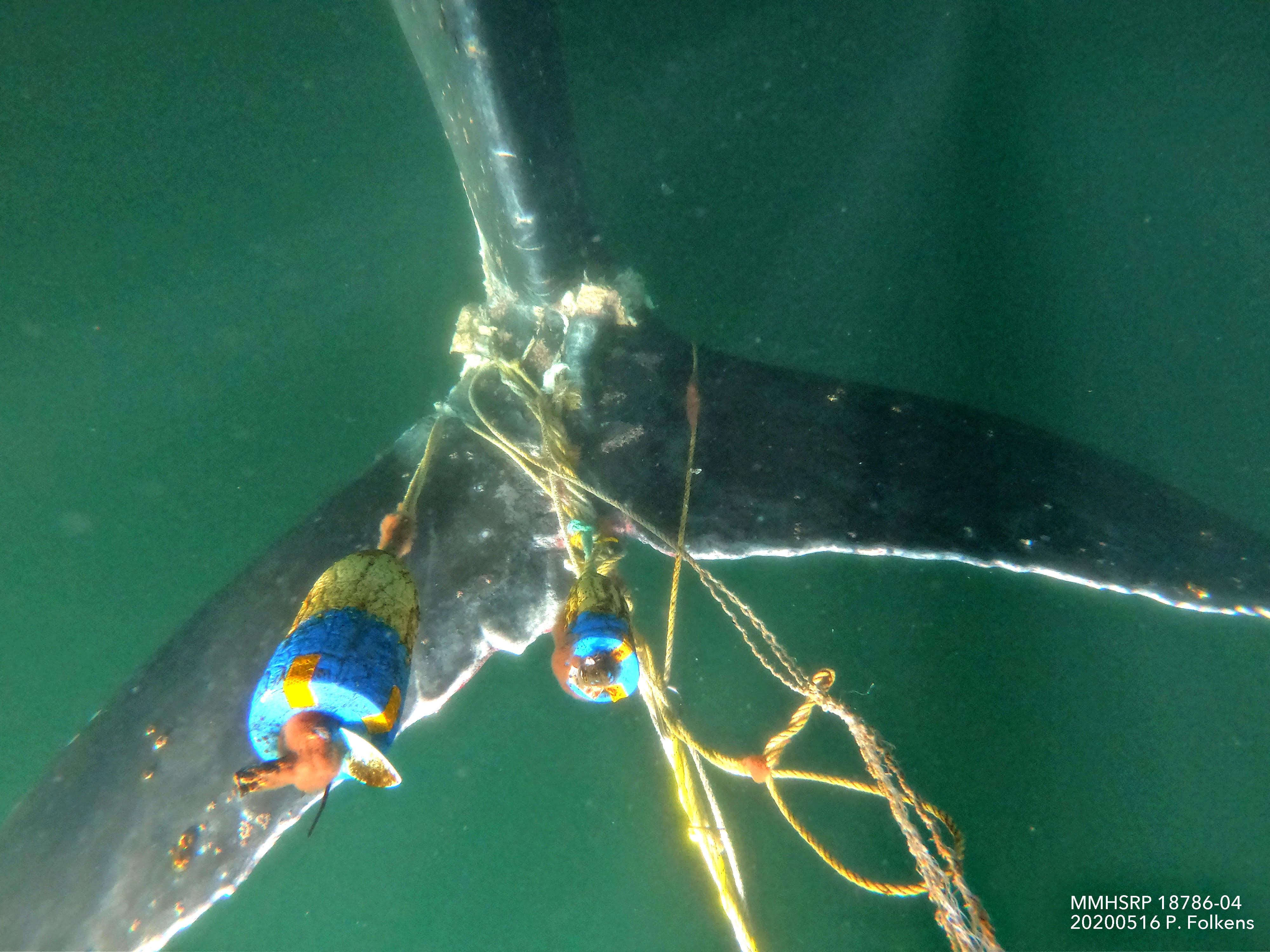 Image: Let Qualified Experts Respond to Entangled Whales!