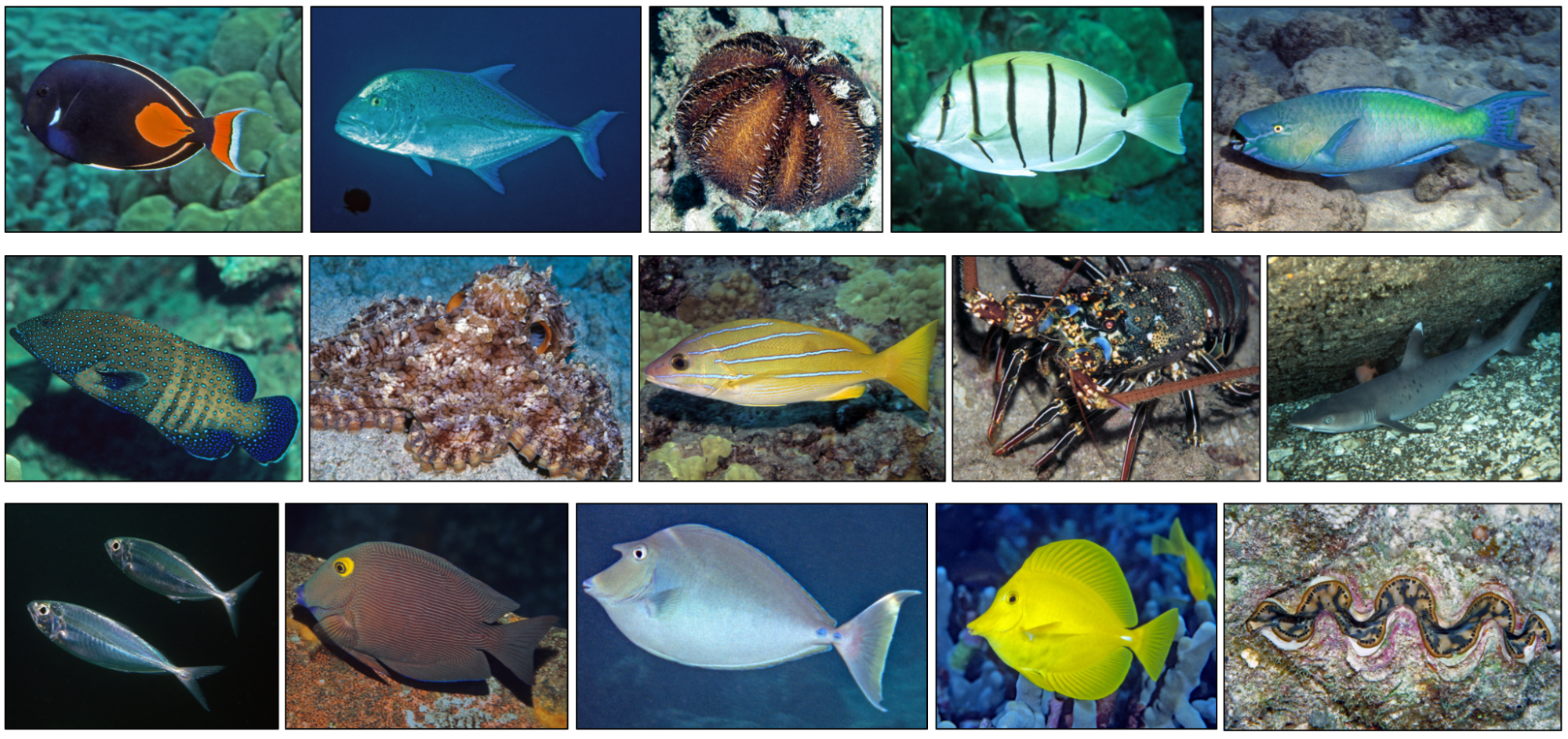Image: Examining Marine Life Vulnerability to Climate Change