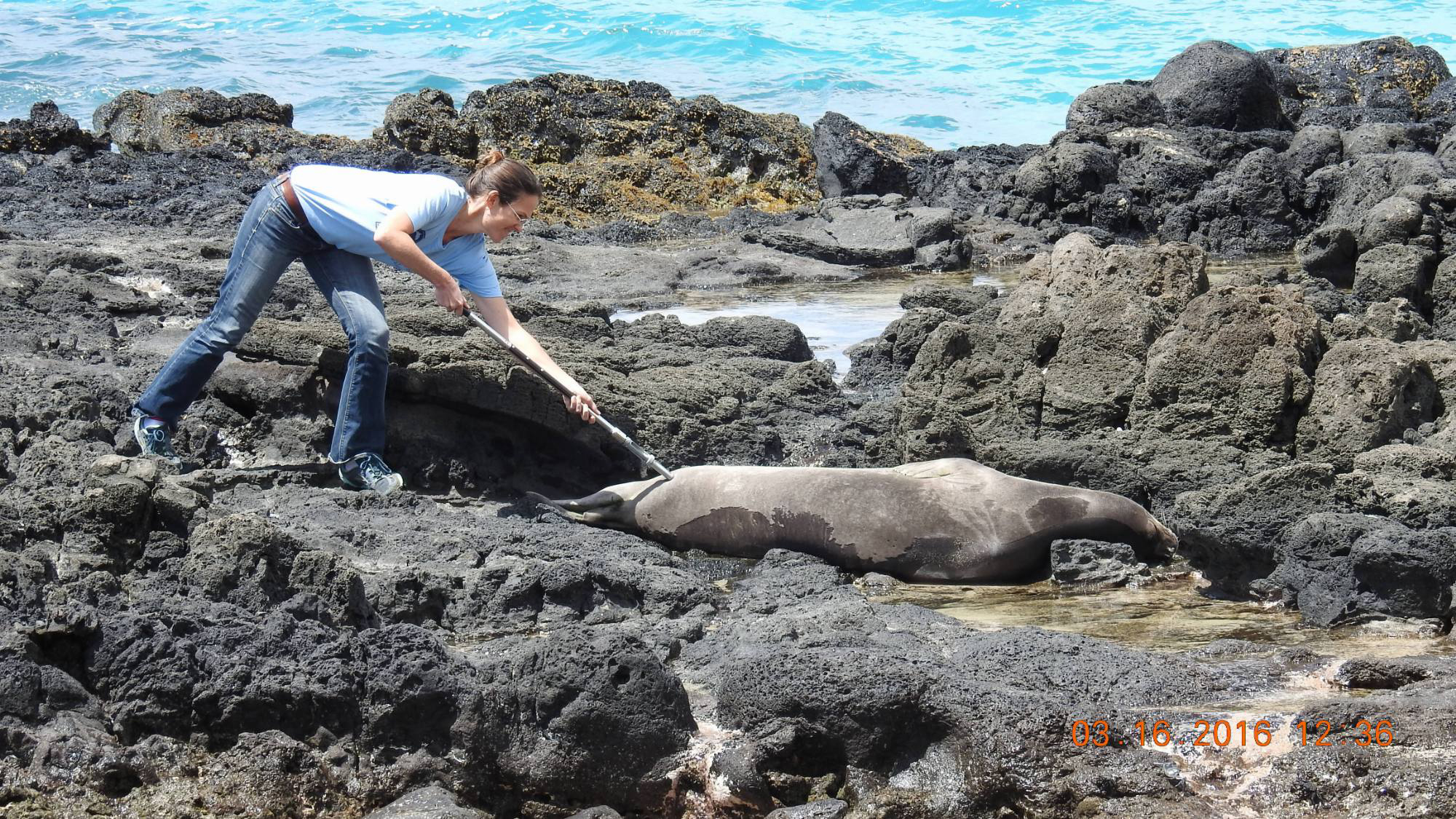 Image: Conserving Hawaiian Monk Seals Through Protections and Vaccinations