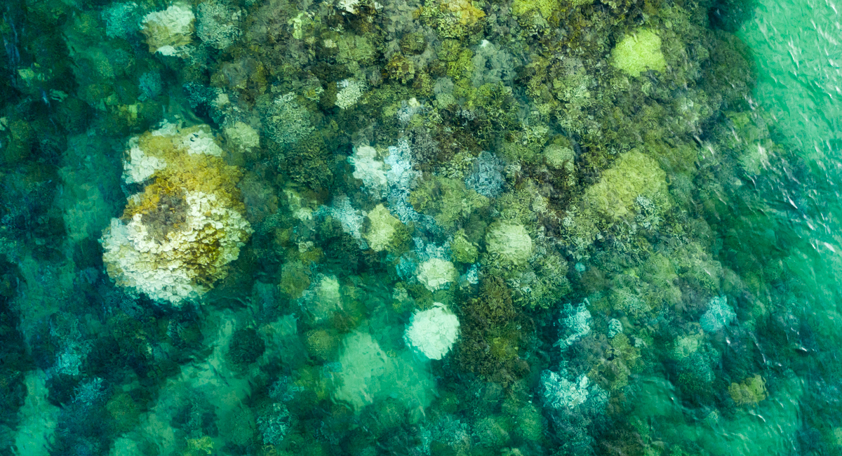 Image: A Cautionary Tale: The 2019 Coral Bleaching Event in Hawaiʻi