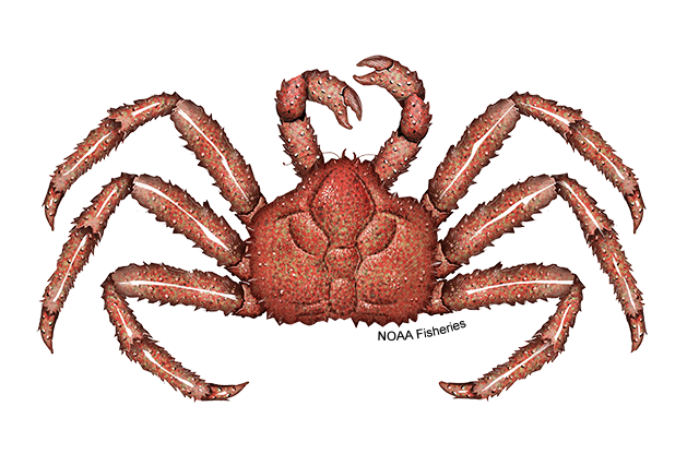 Image for Red King Crab