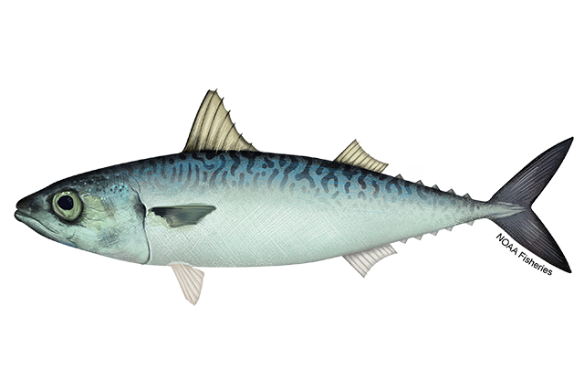 Image: Pacific Mackerel