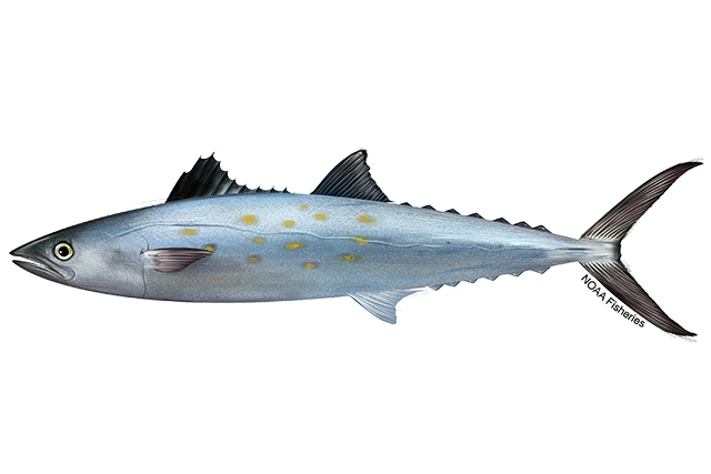 Image: Spanish Mackerel
