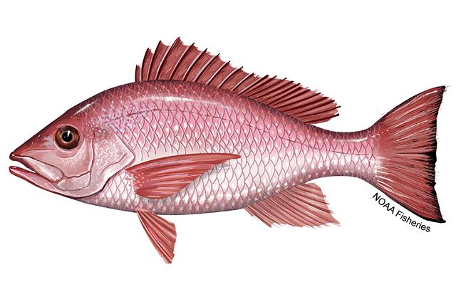 Image for Northern Red Snapper