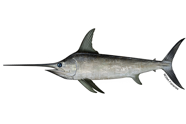 640x427-Swordfish-NOAAFisheries.png