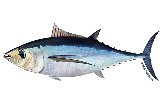 Image: North Atlantic Albacore Tuna