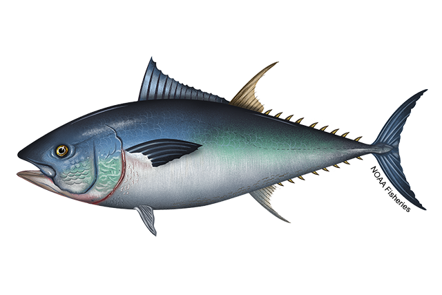 Image: Pacific Bluefin Tuna