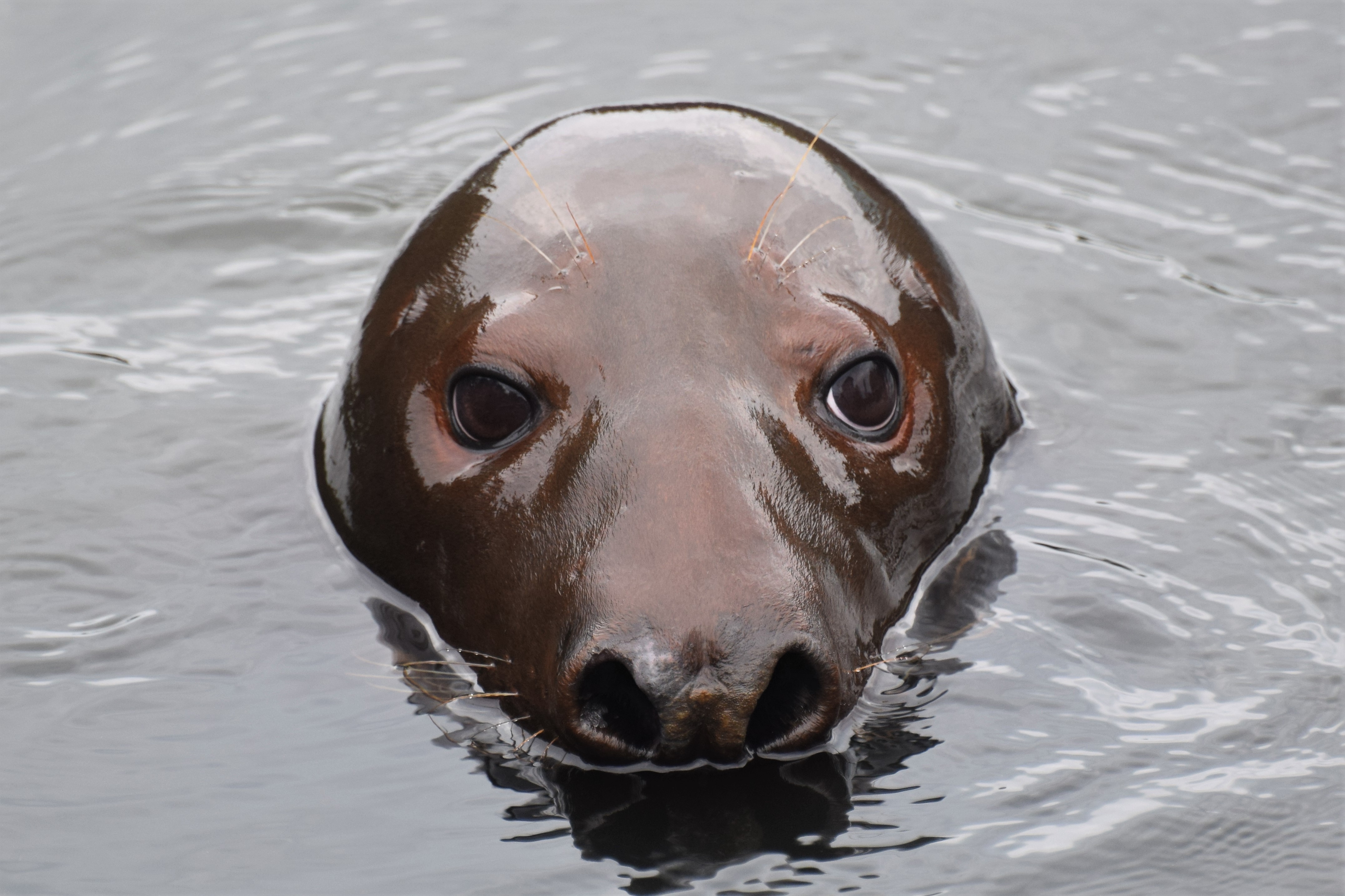 Image: A Community Comes Together for a Gray Seal