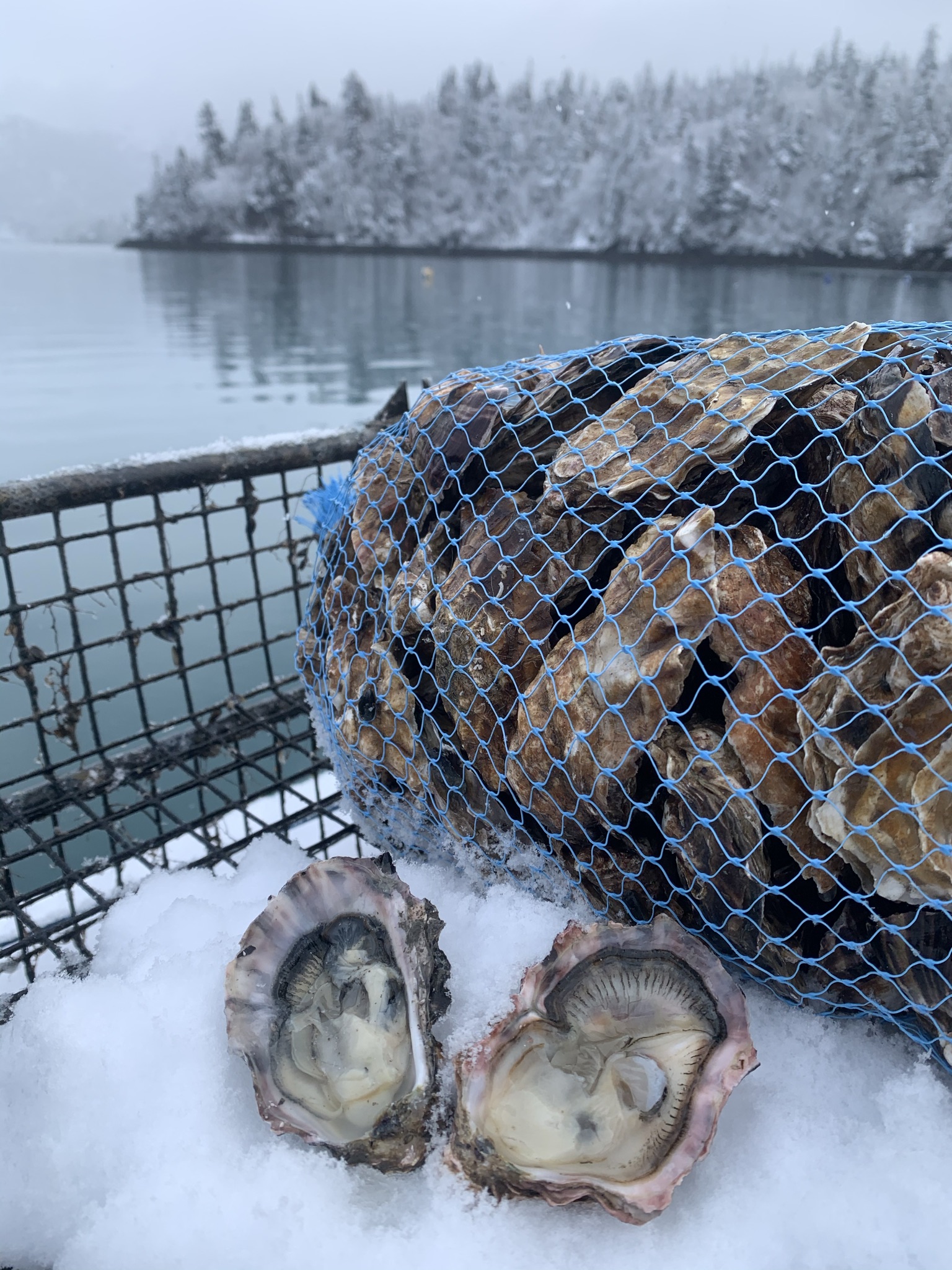 Image: Tide to Table Profile: Alaska Shellfish Farms