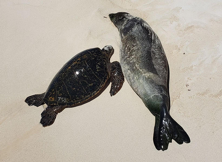Image: 2022 Pacific Islands Field Season a Success