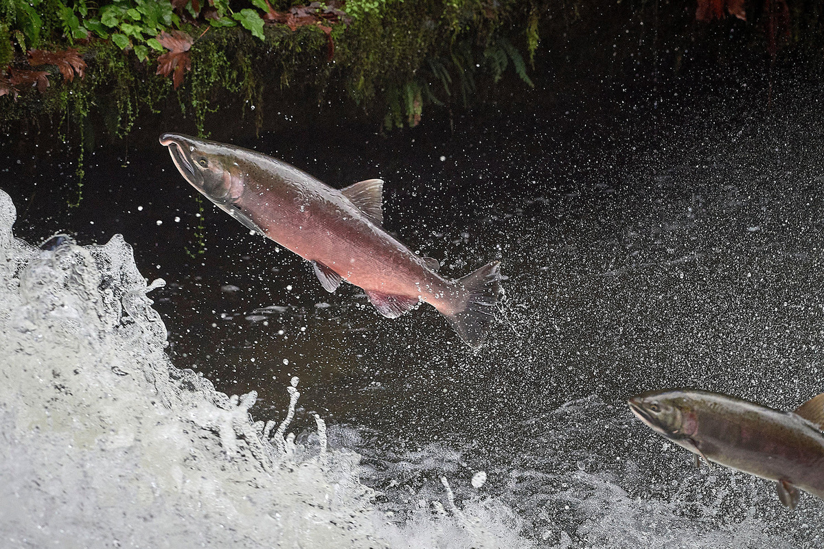 Endangered Species Act Reviews for Some Northwest Salmon and