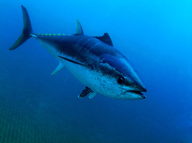 Image: U.S. Leadership at ICCAT Contributes to Adoption of Historic Management Procedure for Atlantic Bluefin Tuna