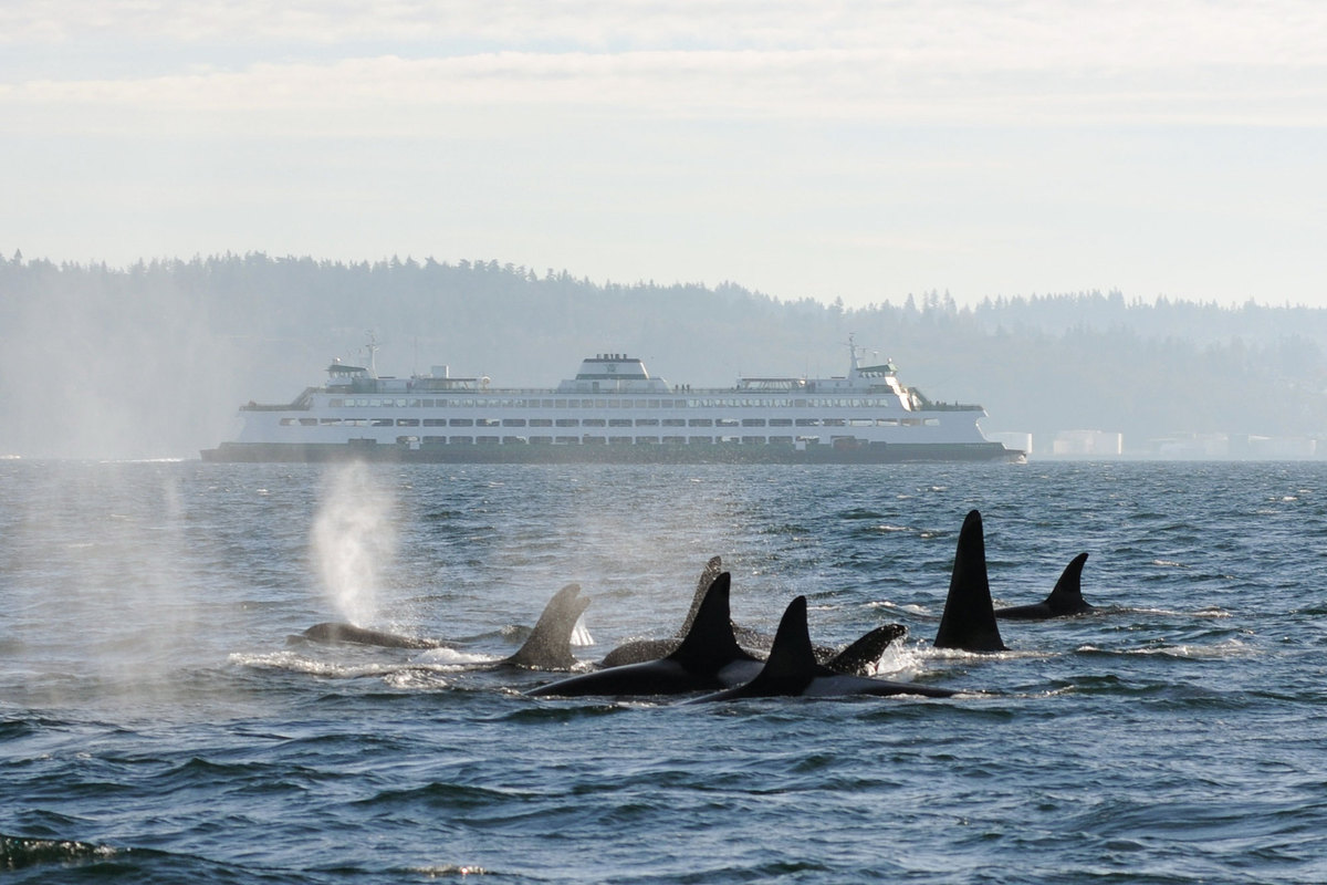 Image: New Voluntary Slowdown for Commercial Ships Aims to Quiet the Sound for Endangered Killer Whales