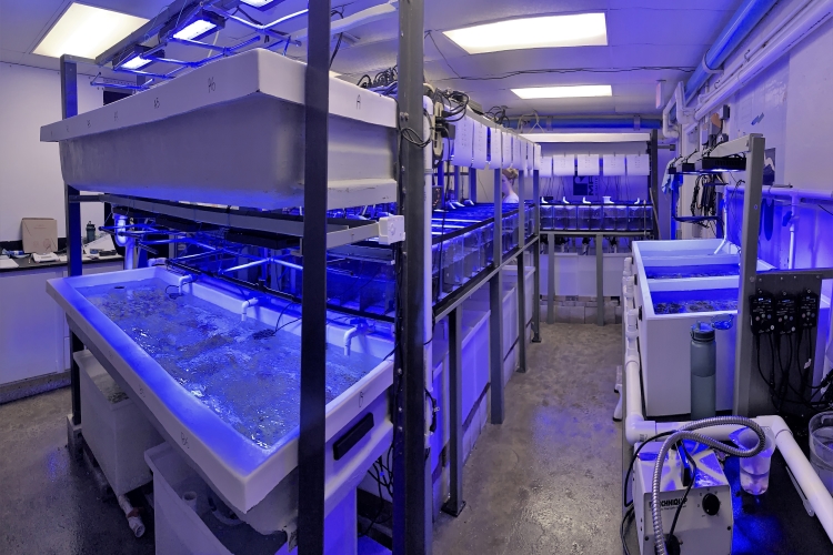 Image: A Growing Facility to Leverage Coral Science