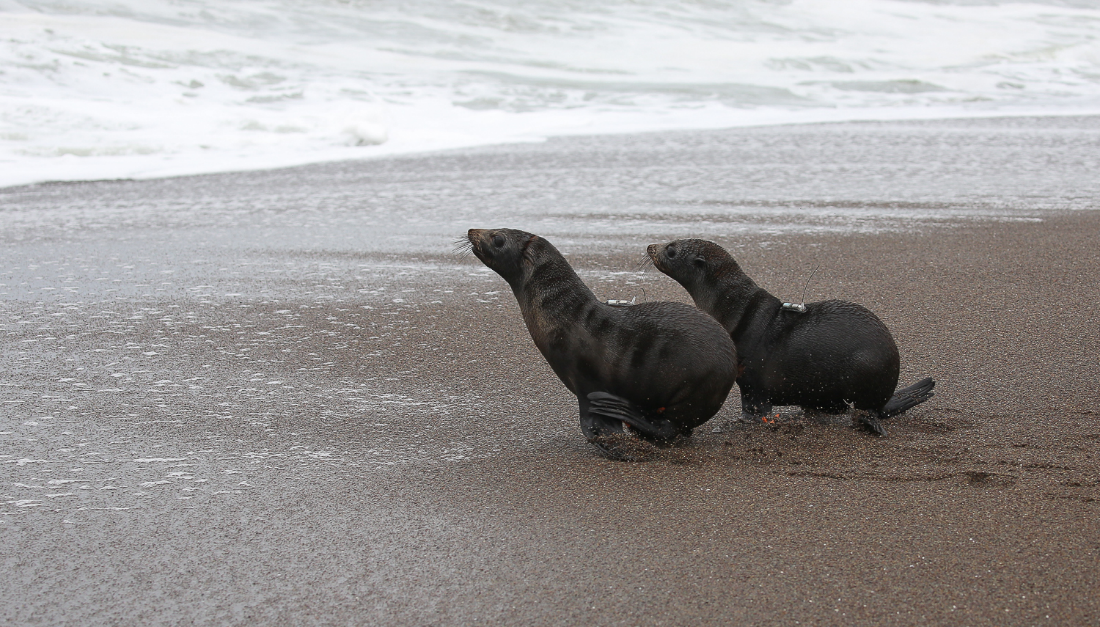 Image: NOAA Fisheries Partners in the Spotlight: The Working Group on Marine Mammal Unusual Mortality Events