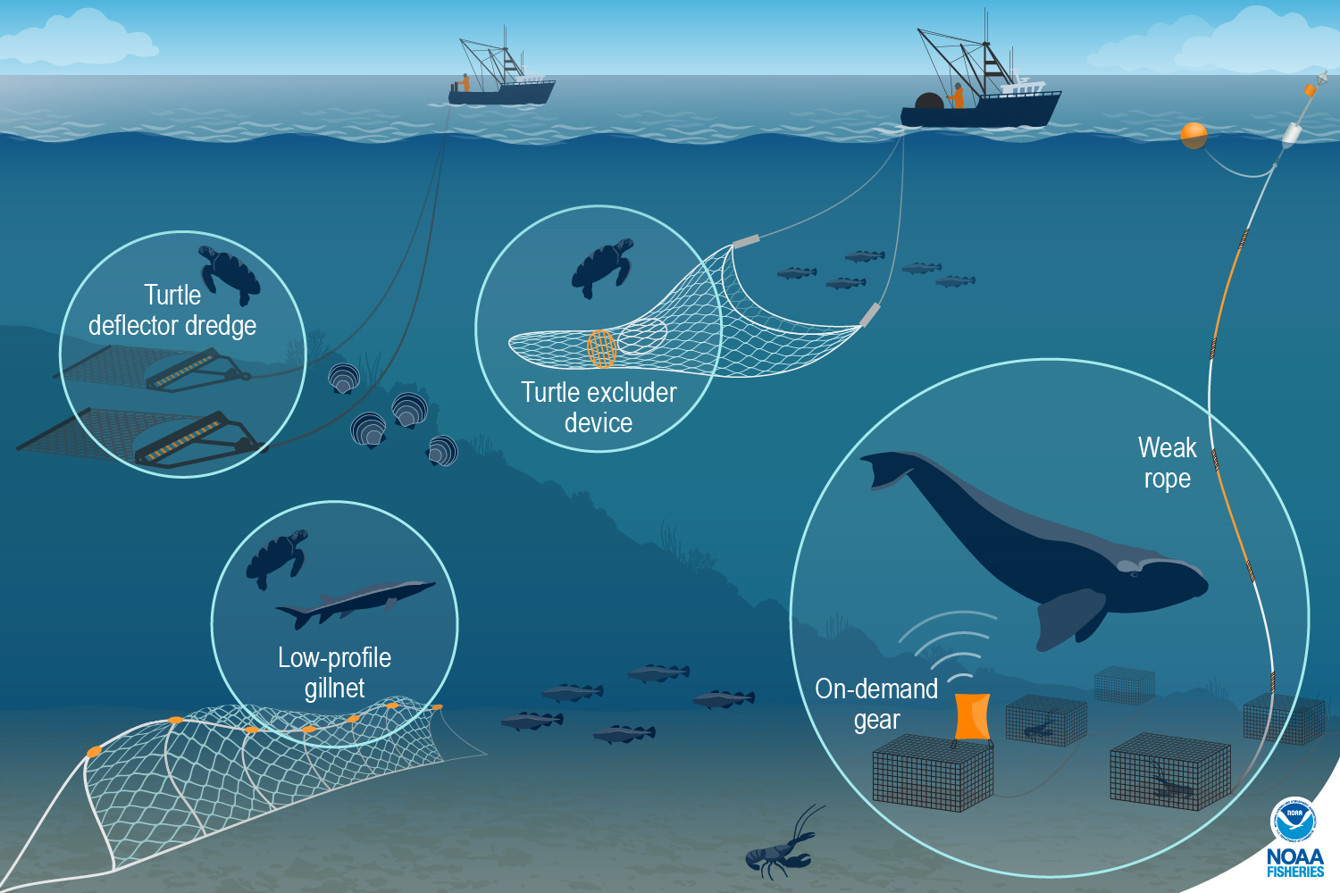 How Gear Research Helps Protected Species And The Fishing Industry.