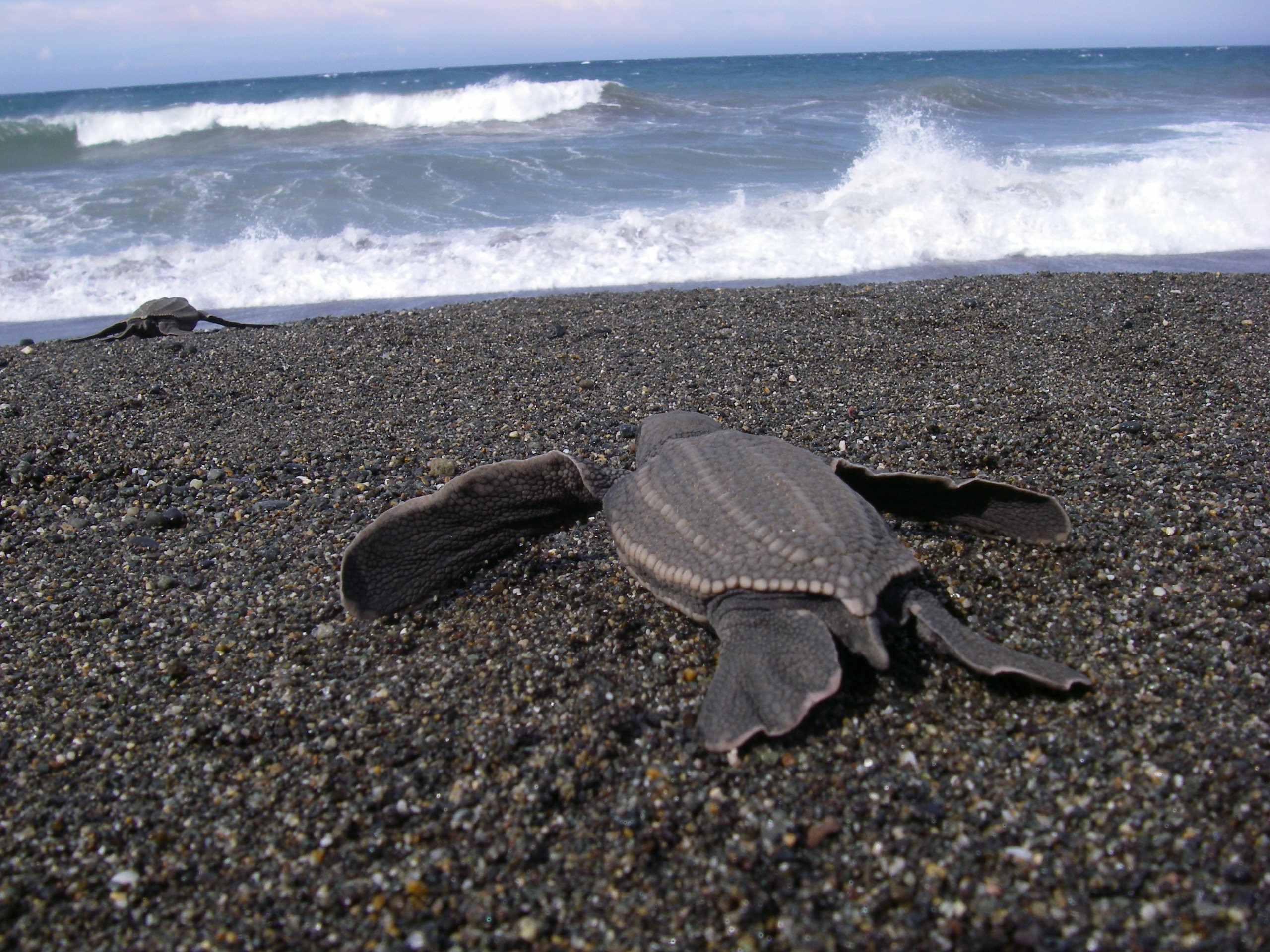 Image: Newly Mapped Sea Turtle Genomes Reveal Ancient Roadmap of Survival