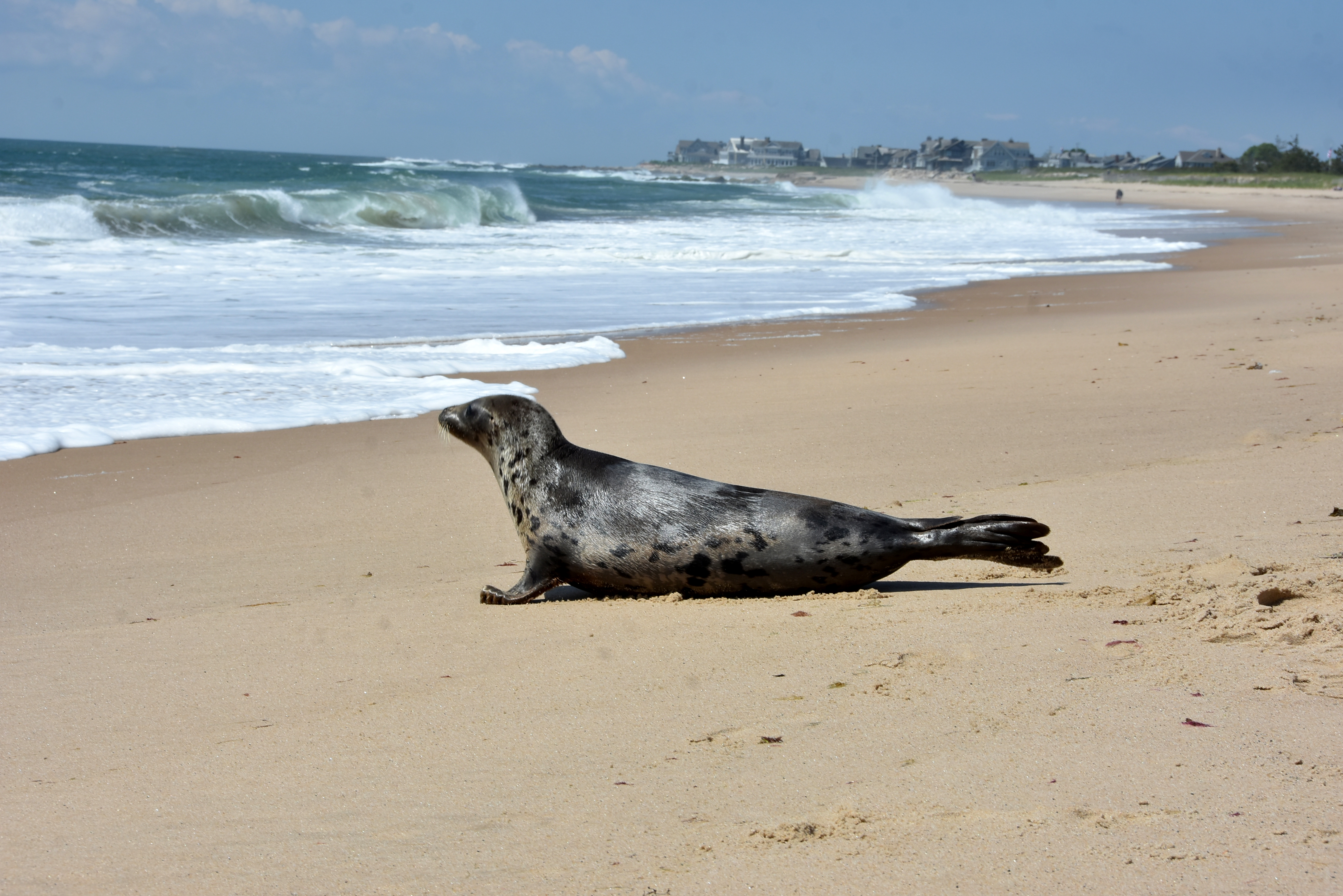 Image: Recent Prescott Grants Supporting Seal and Sea Lion Conservation Partners