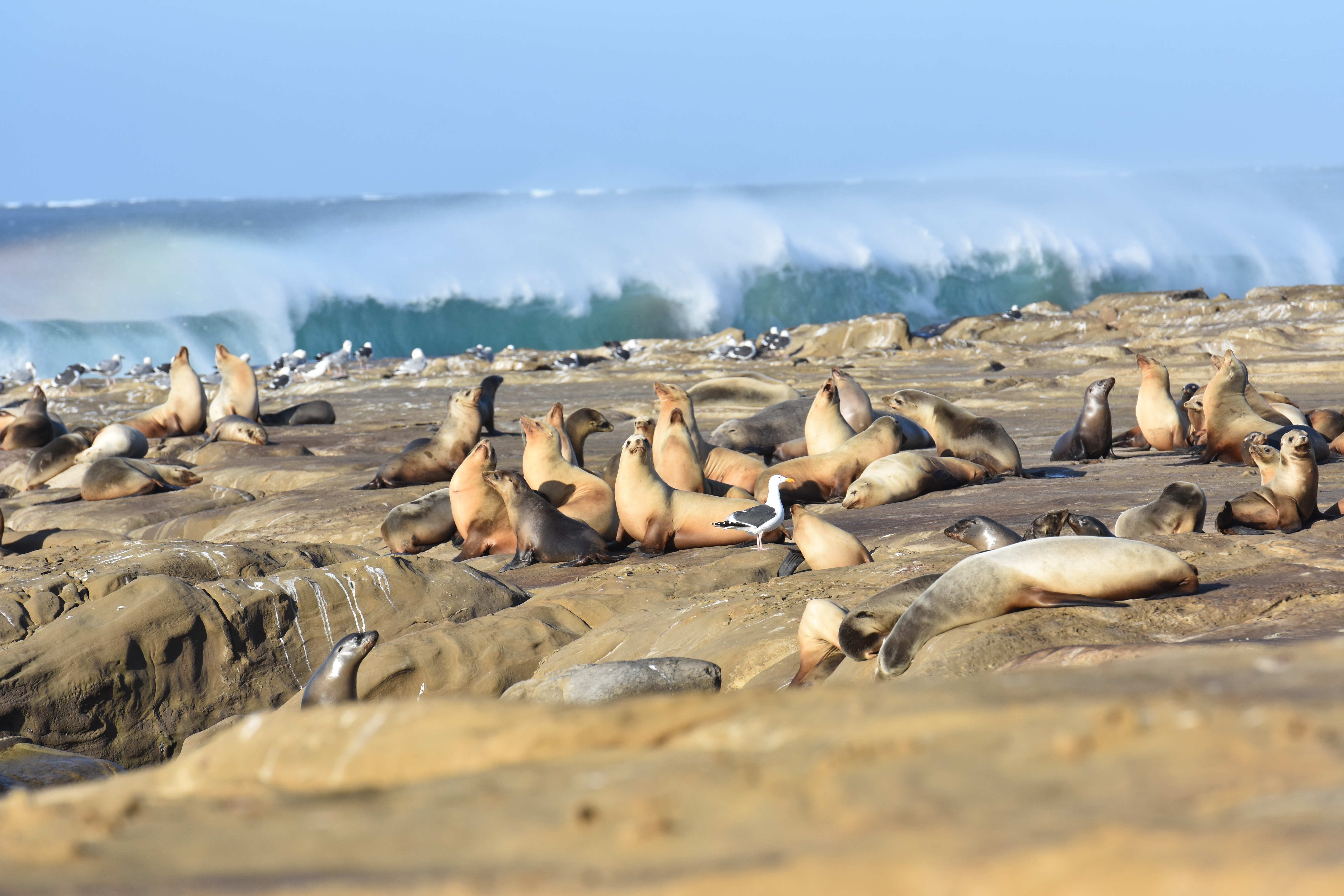 Image: California Sea Lions as Ecosystem Indicators