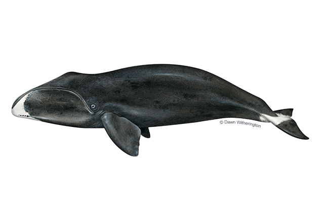 Image: Bowhead Whale