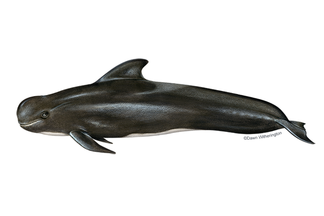 Image: Short-Finned Pilot Whale