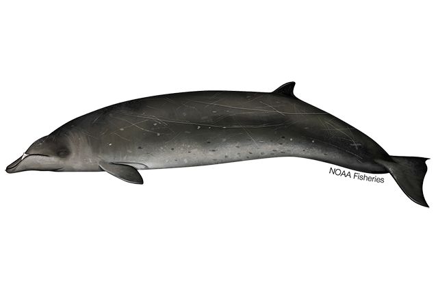 Image: Stejneger's Beaked Whale