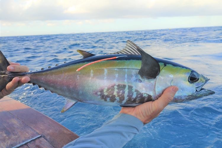 Image: Oceanic and Coastal Pelagics Branch