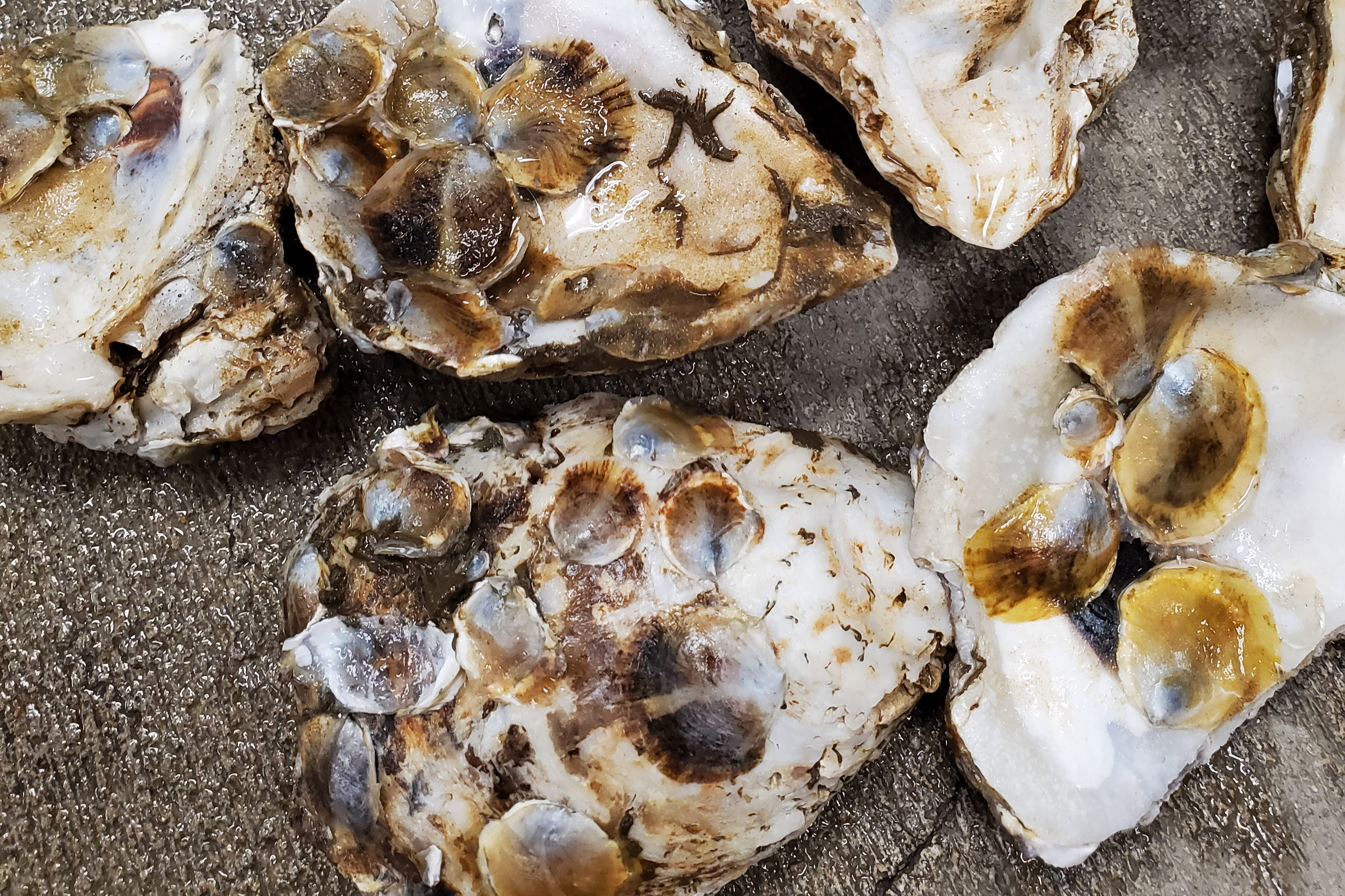 Image: Researchers Investigate Innovative Way to Plant Oysters for Restoration