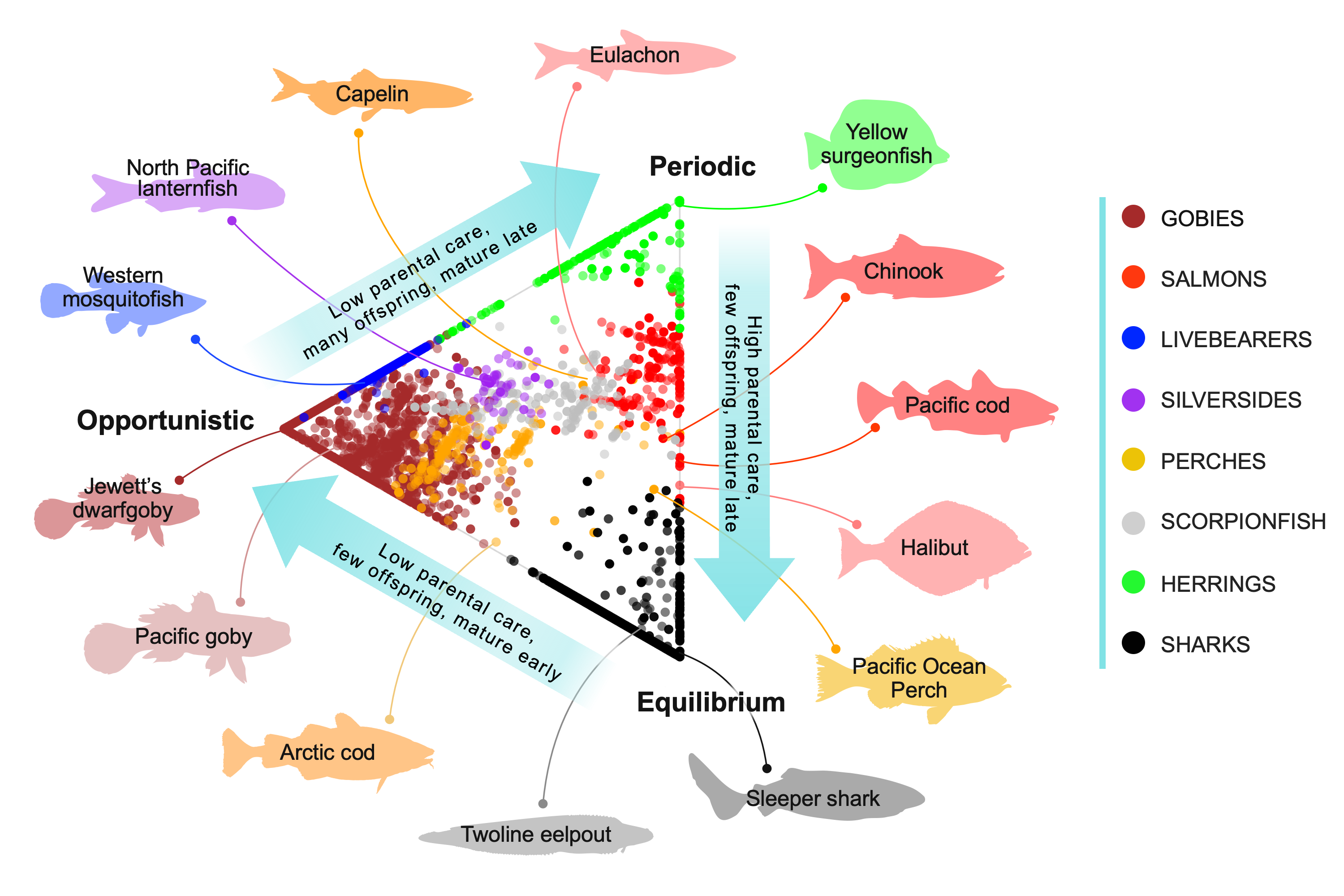 Image: For the First Time, Scientists Can Predict Traits for All Fish Worldwide