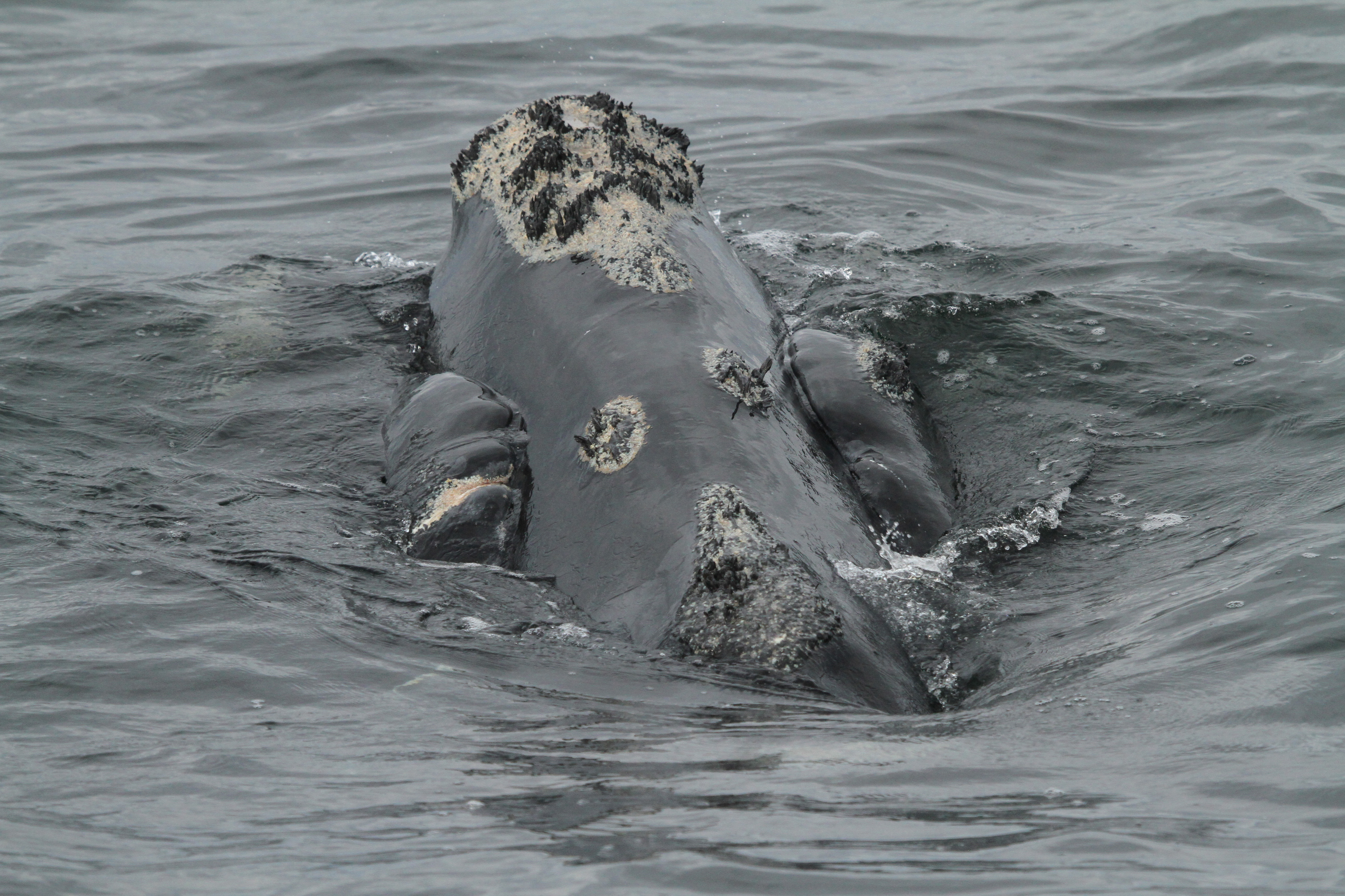 Image: A Whale’s Perspective: Using Tags to Understand North Atlantic Right Whales