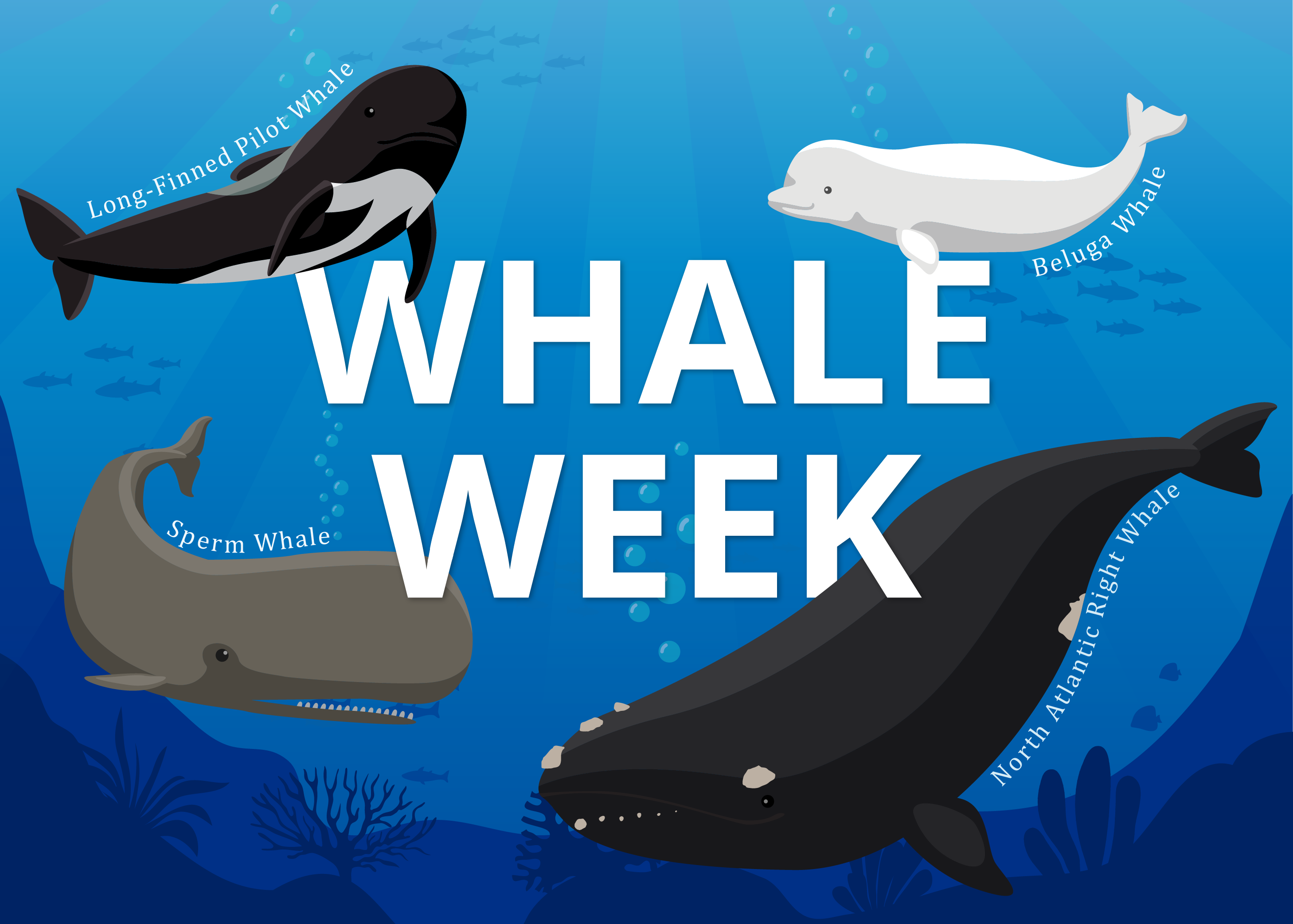 Image: Whale Week: Celebrating the Wonder of Whales