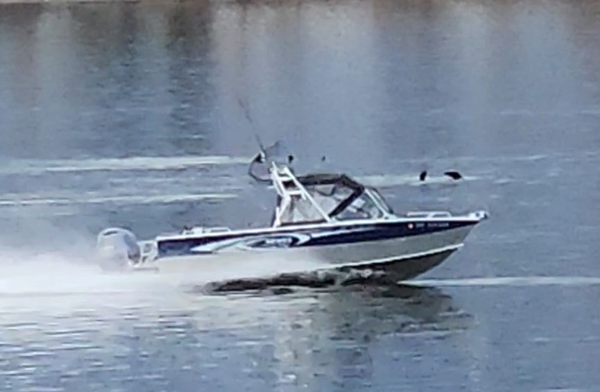 Image: Reward for Information on Boater Who Drove Through Sea Lions on the Columbia River
