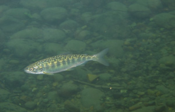 Image: Pacific Salmon Return on Their Own to Restored Washington State Watershed