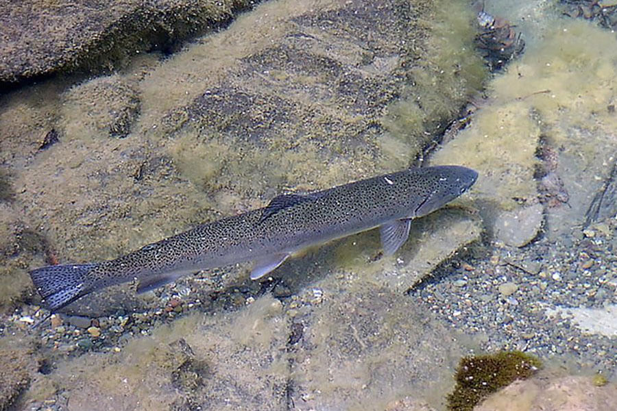 Image: South-Central California Coast Steelhead Maintain Threatened Listing Status
