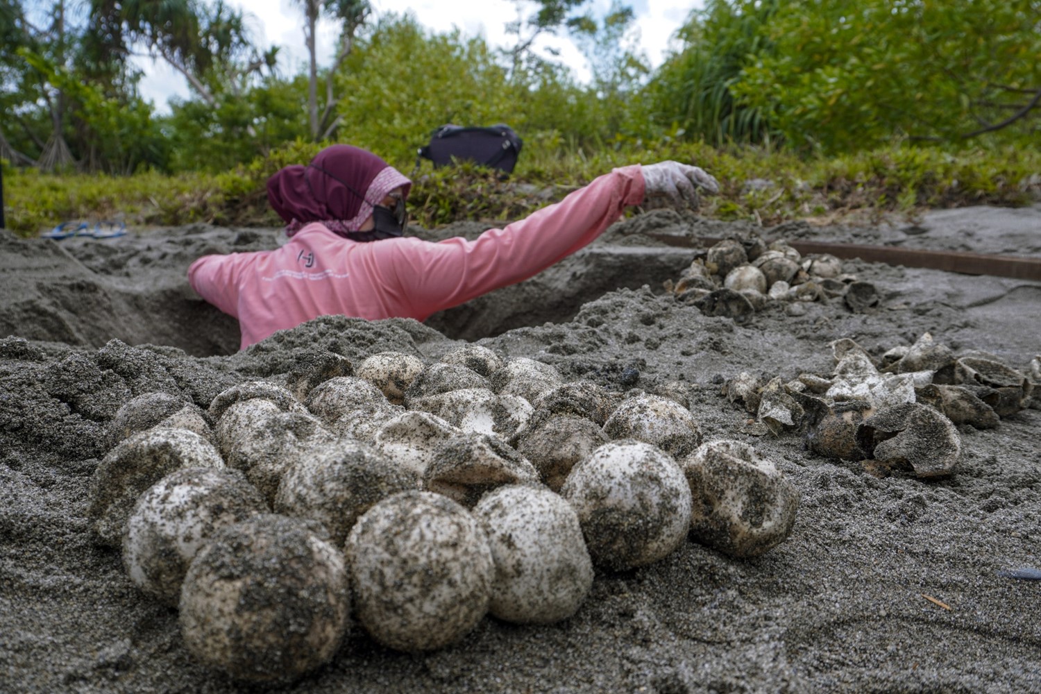 Image: $1 Million for Sea Turtle and Hawaiian Monk Seal Conservation in the Pacific Islands