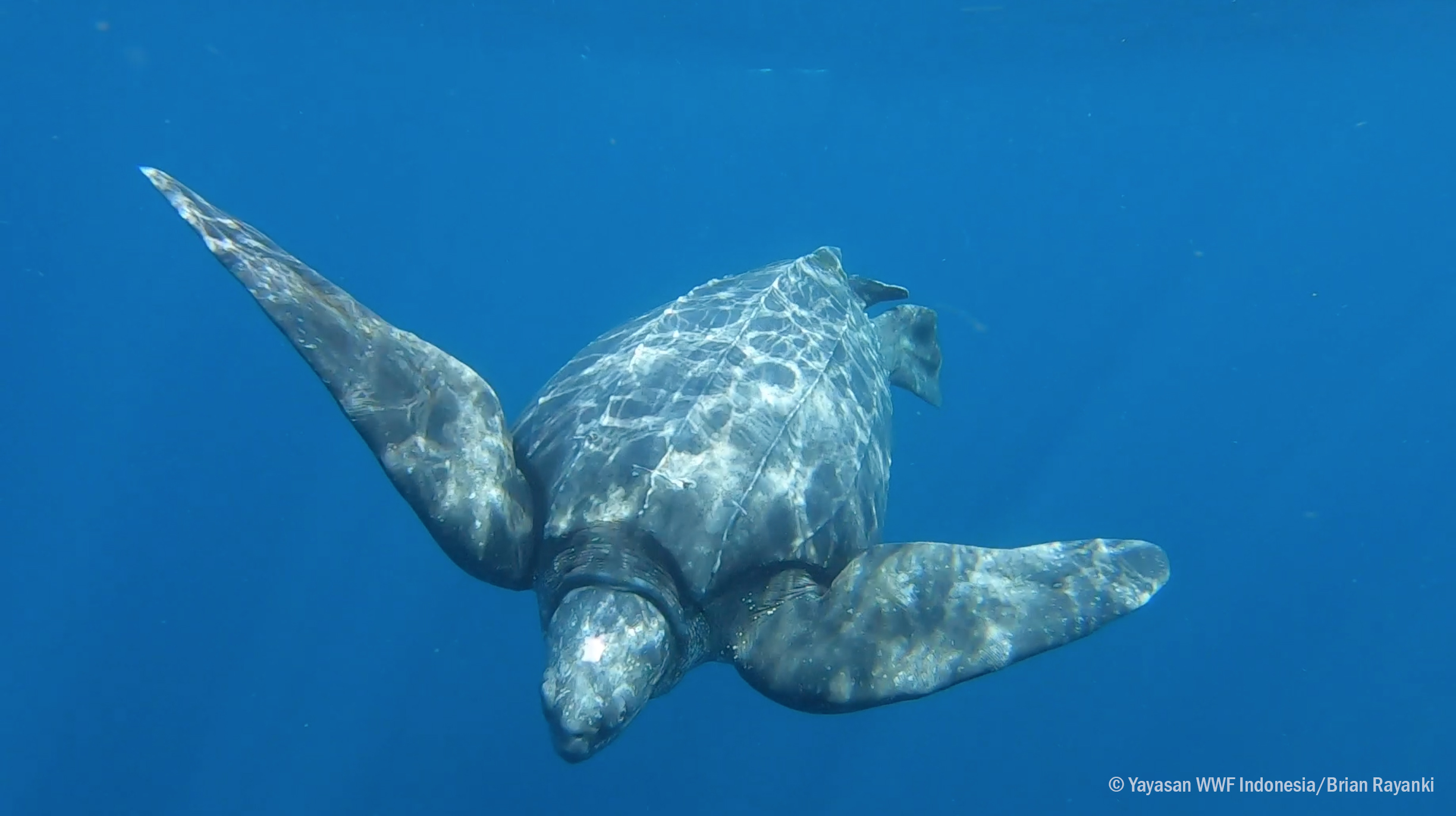 Image: Recovering Endangered Indo-Pacific Leatherback Turtles