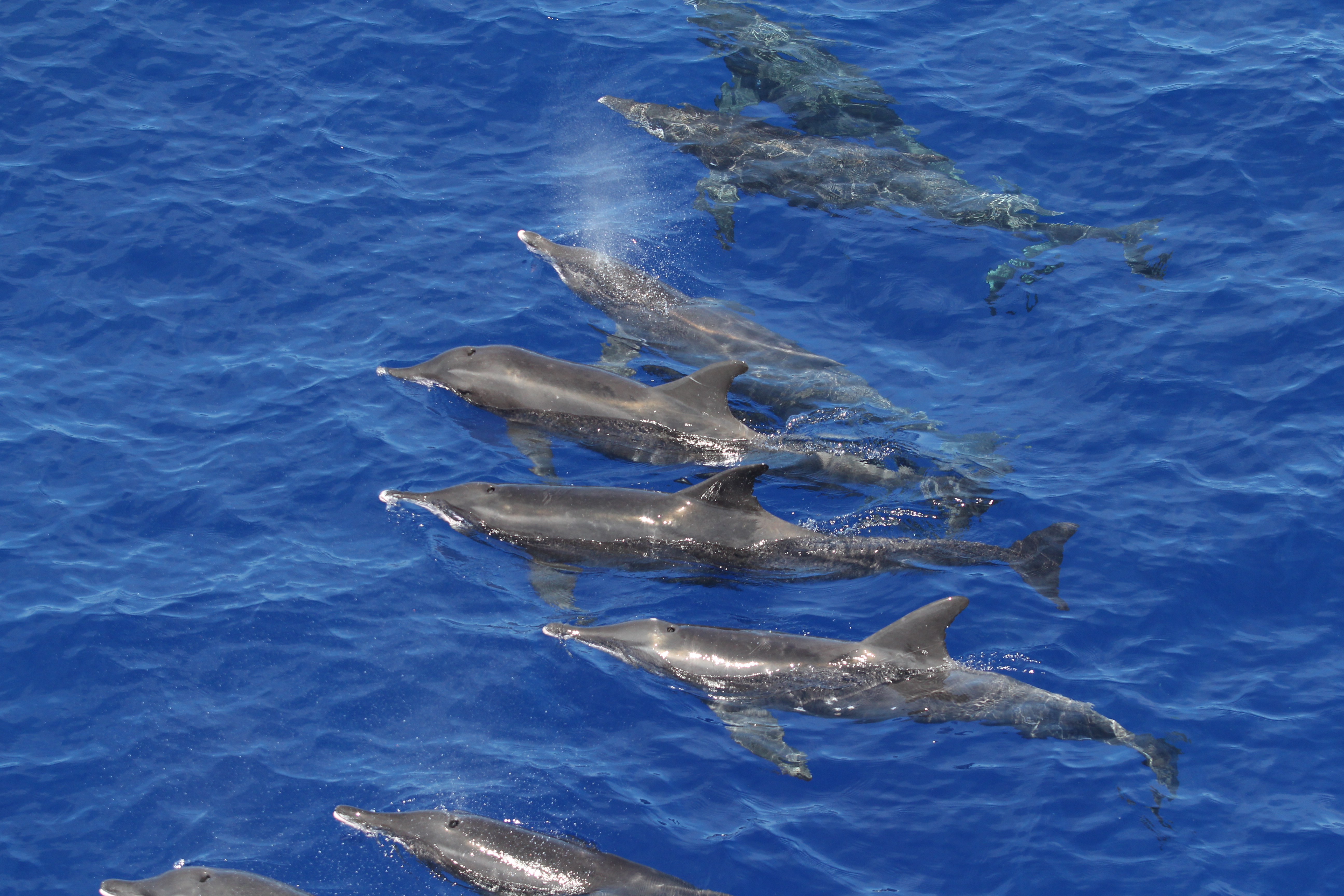 Image: Mission on the High Seas: Hawaiian Islands Cetacean and Ecosystem Assessment Survey